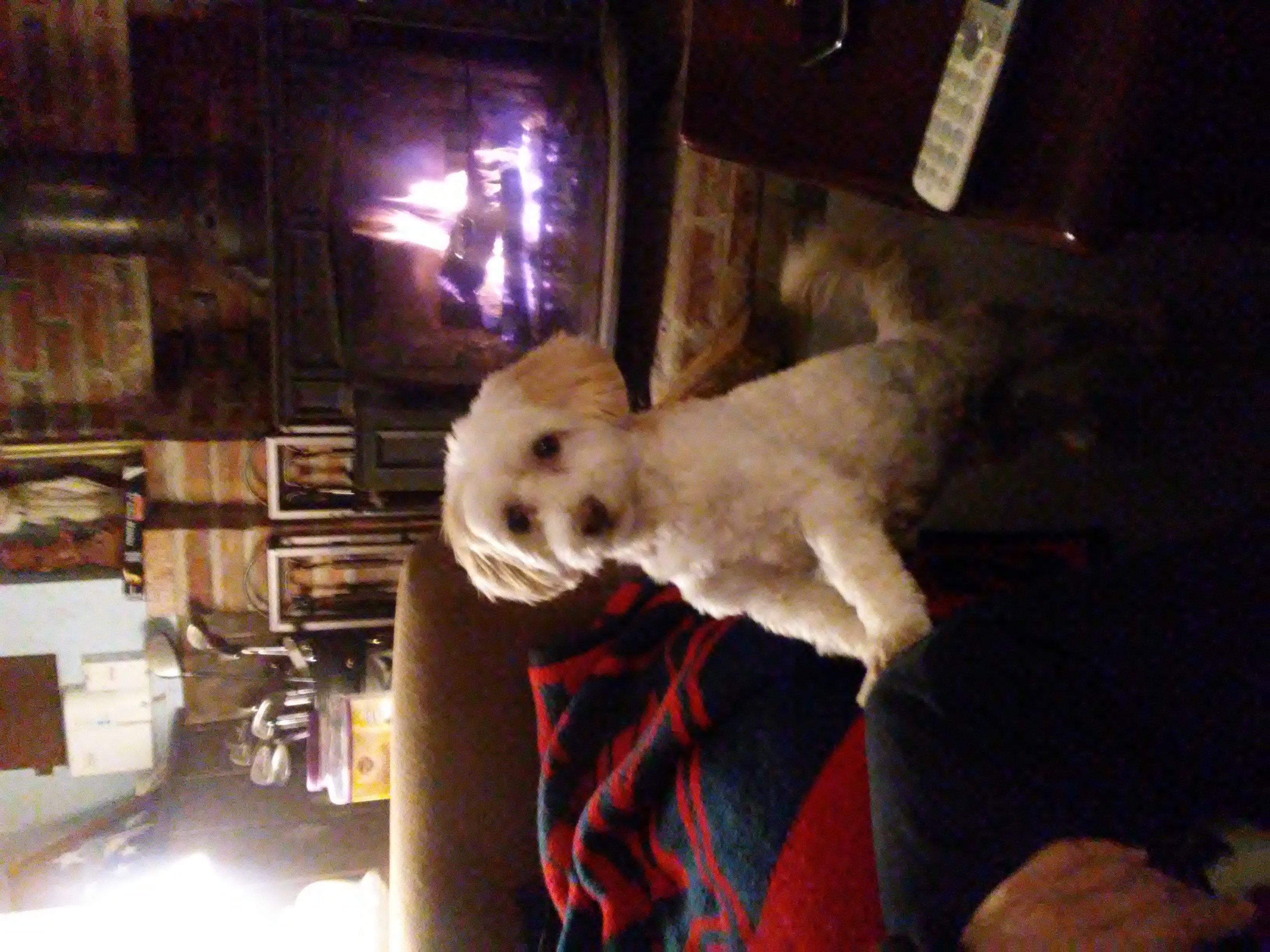 The Puppy Shack Inc.'s Photo