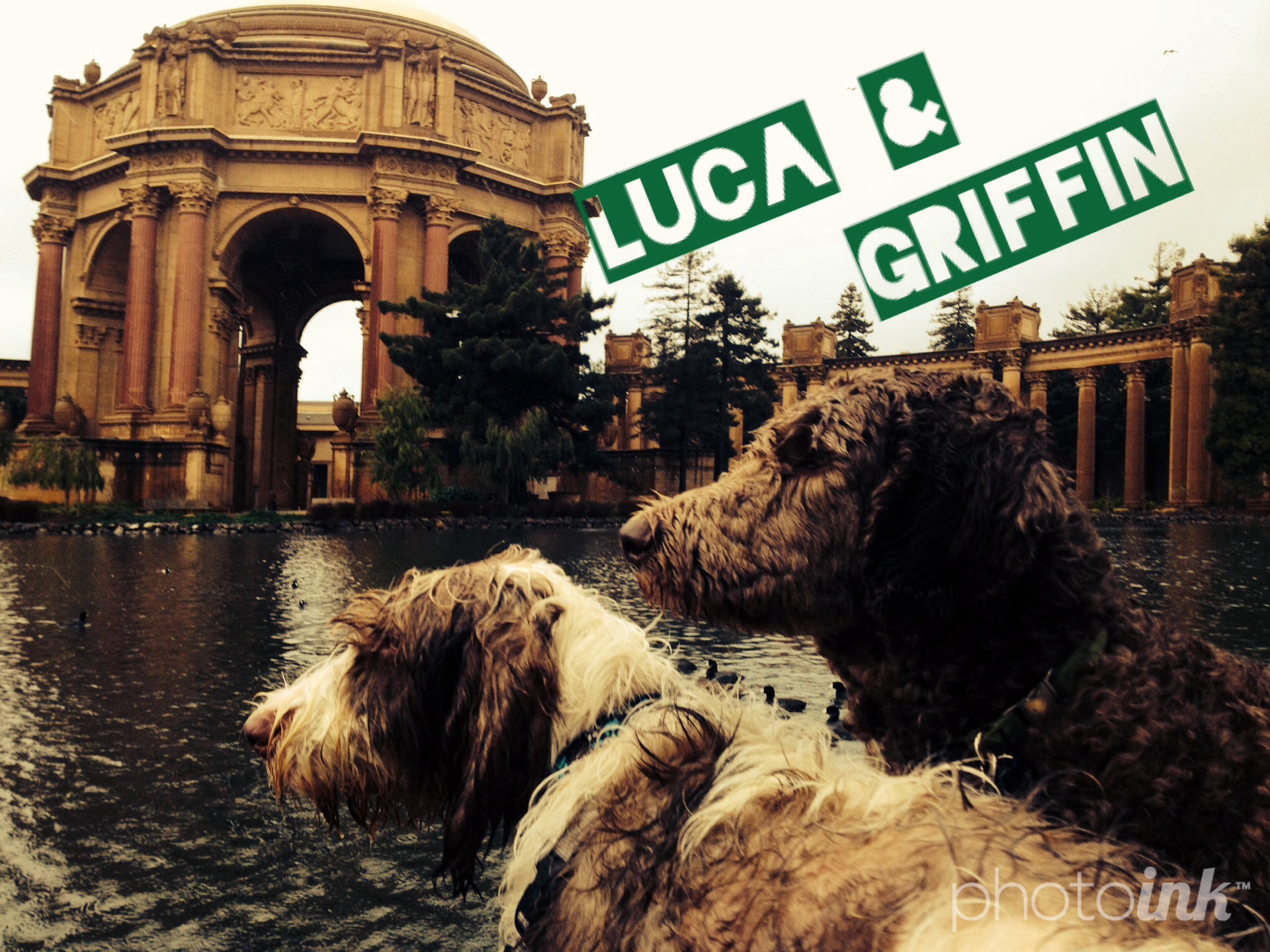 Little Dog Chateaux's Photo