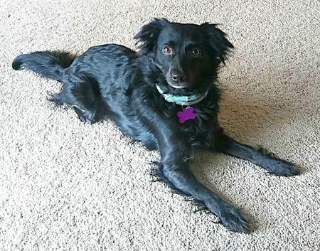 ReagaMuffin Pet Sitting's Photo