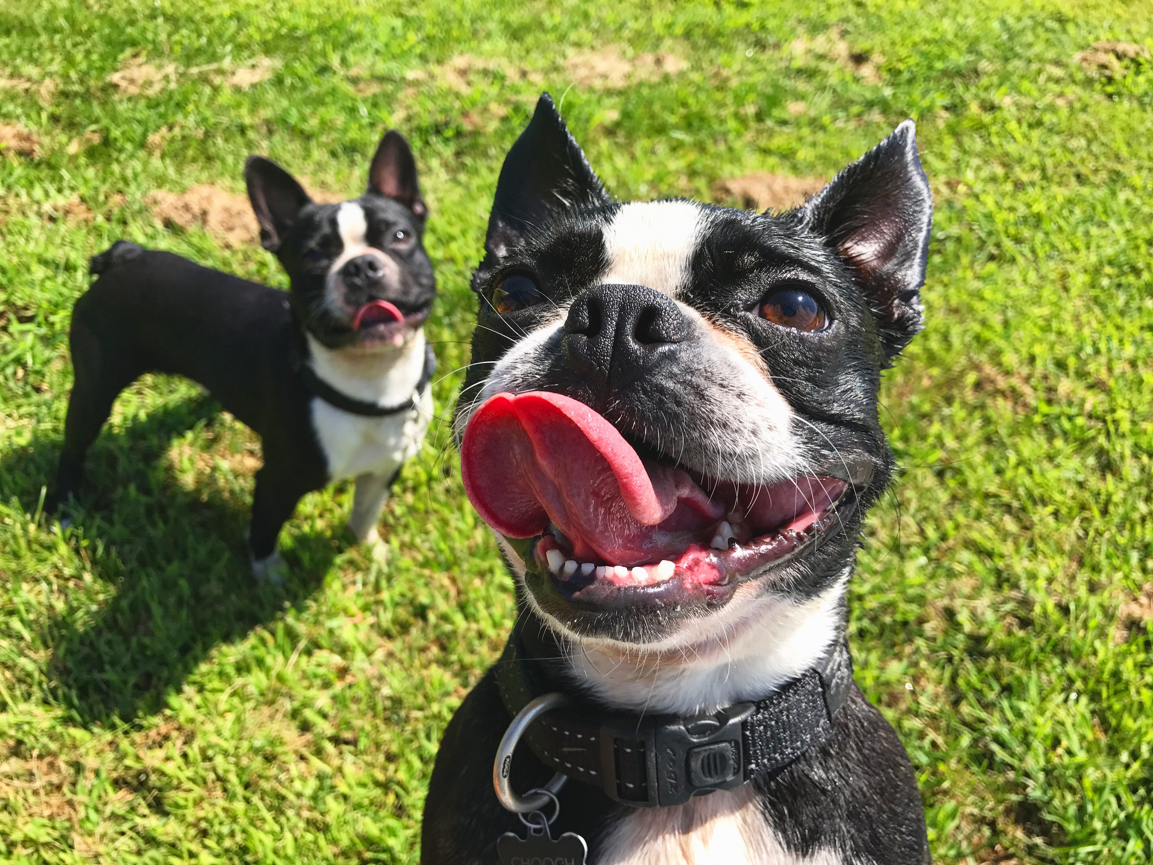 Cassidy's Pet Services's Photo