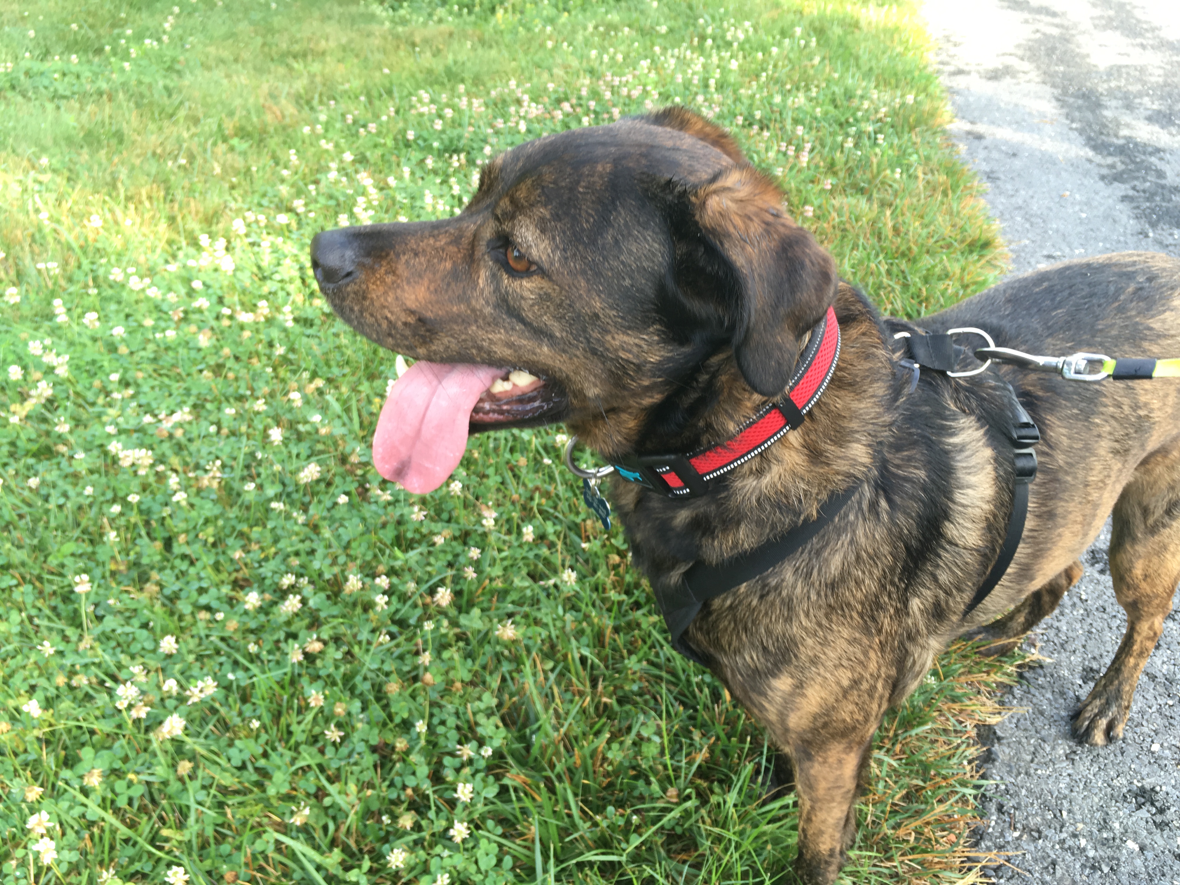 Retro Mutts LLC's Photo