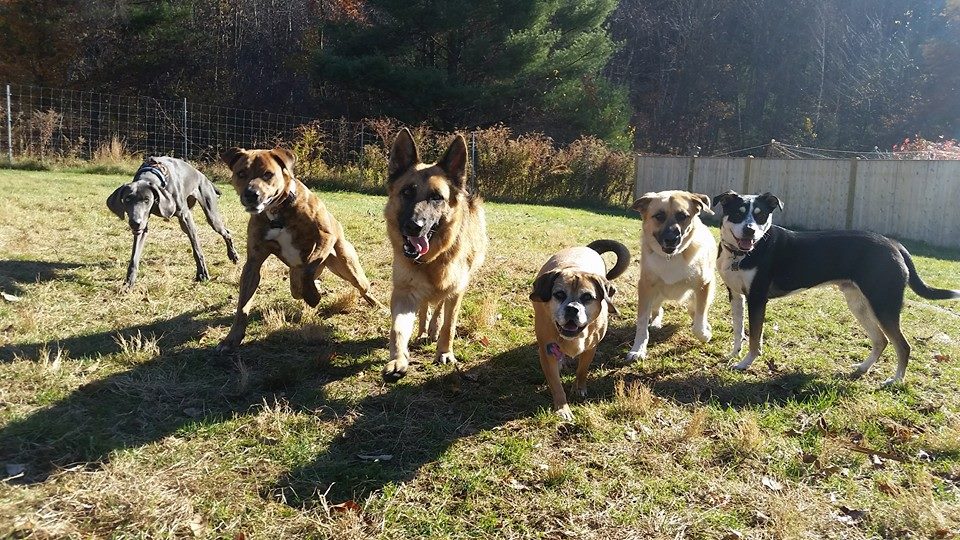 Clark's Dog Kennel's Photo