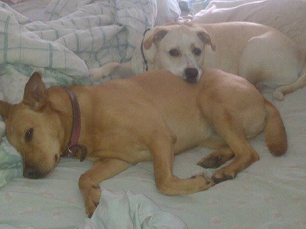 Driving Rover's Photo