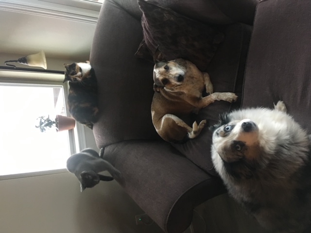 Pet Buddies 24/7 Pet Services's Photo