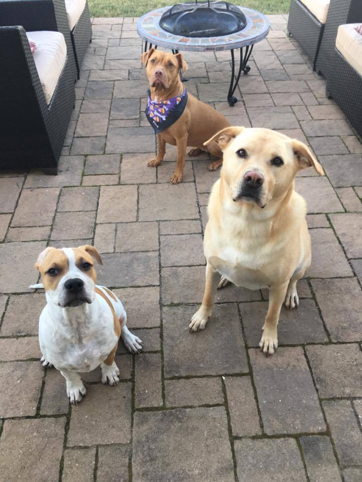 Beach Babies Pet Sitters's Photo