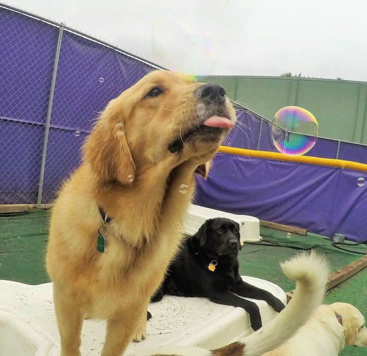 Central Bark Doggy Day Care's Photo