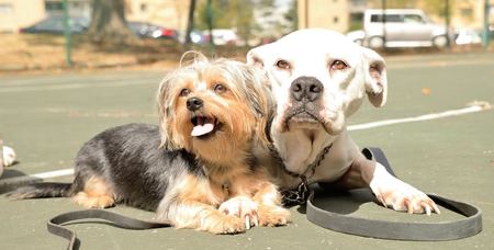 AlphA and Omega Dog Training's Photo