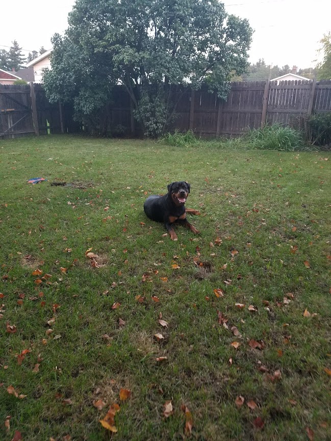 Playful Pets Daycare & Boarding's Photo