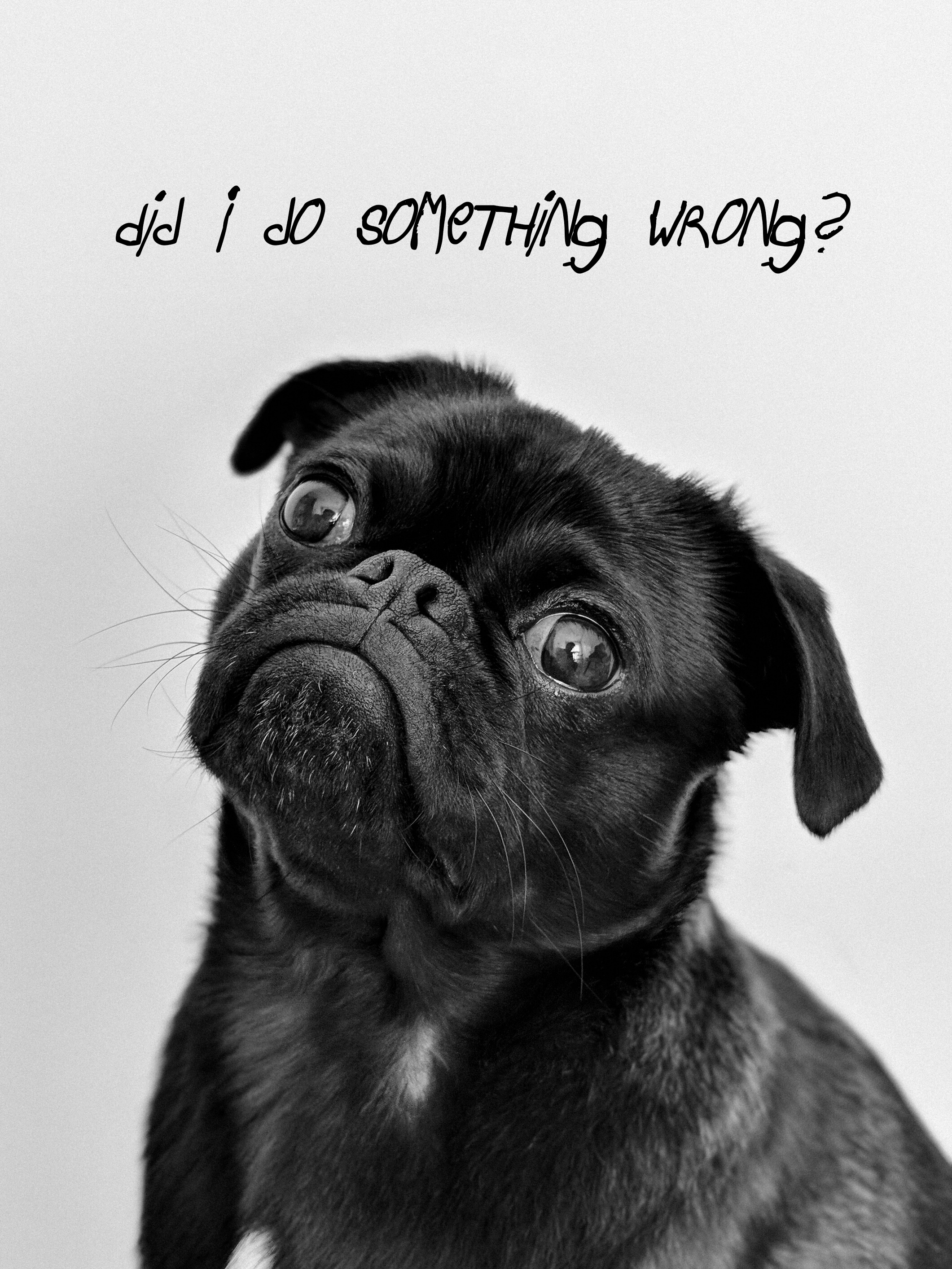 Four Paws Fitness and Fun's Photo