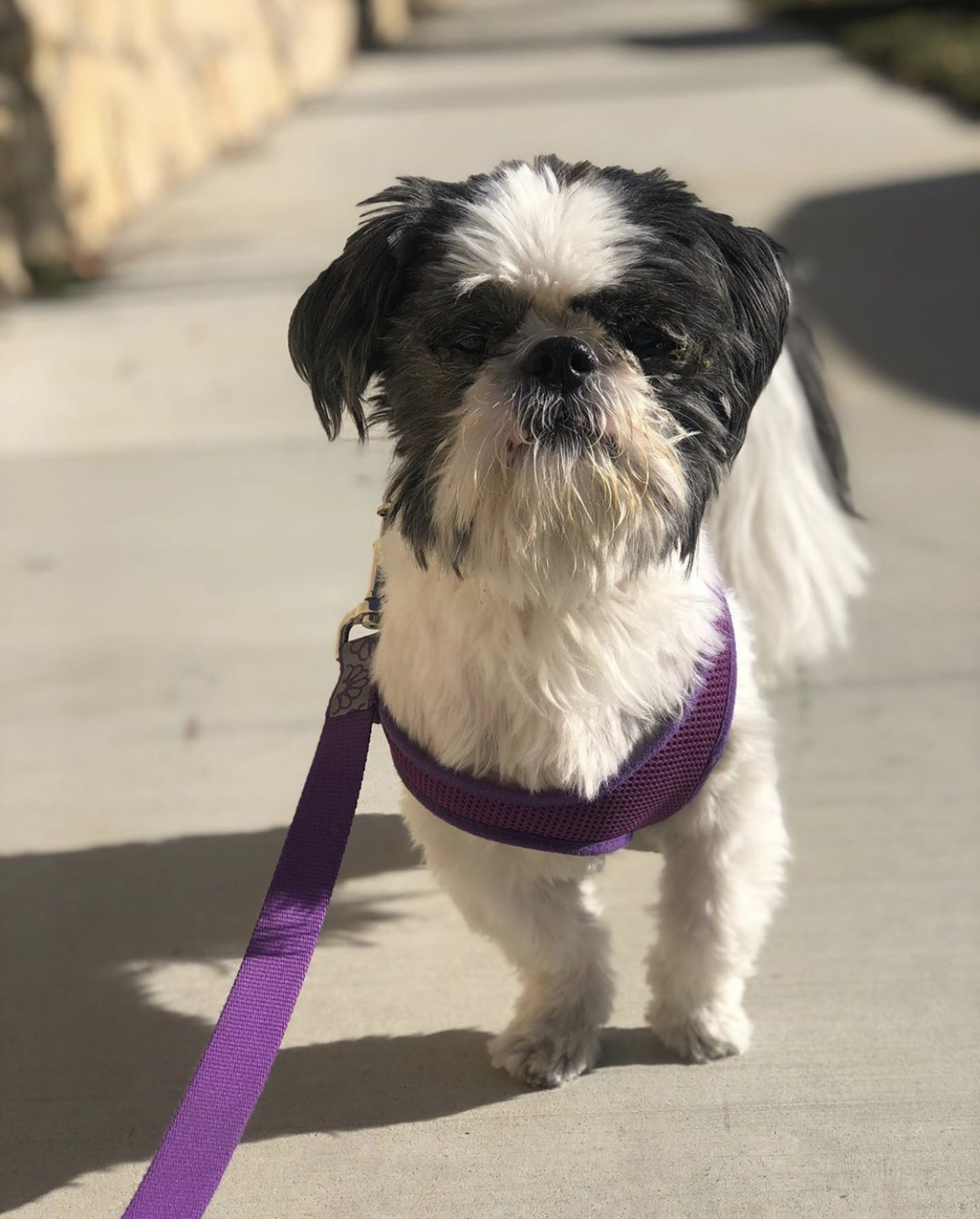 Pawsitive Pet Sitting SB's Photo