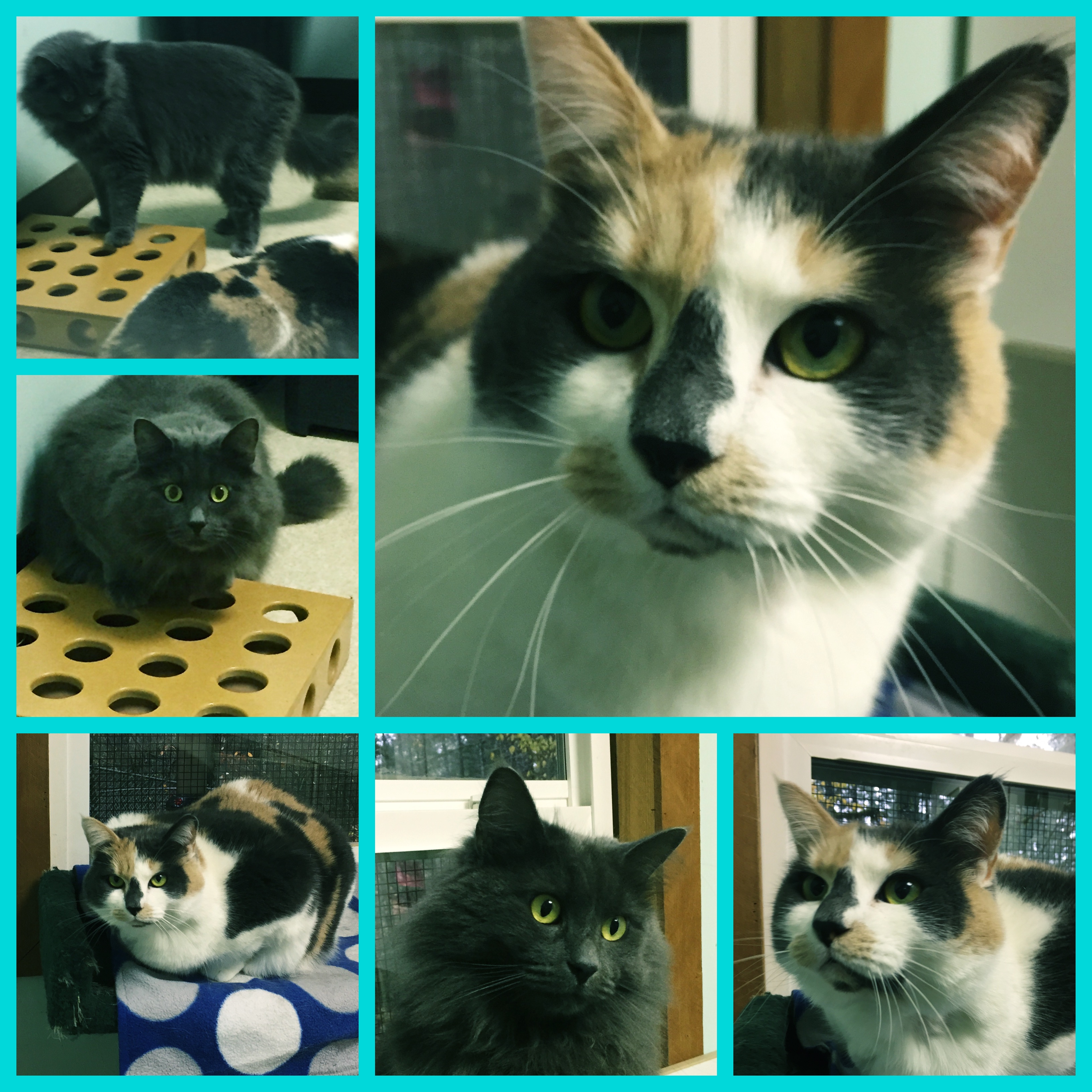 Klassic Tails Inn's Photo