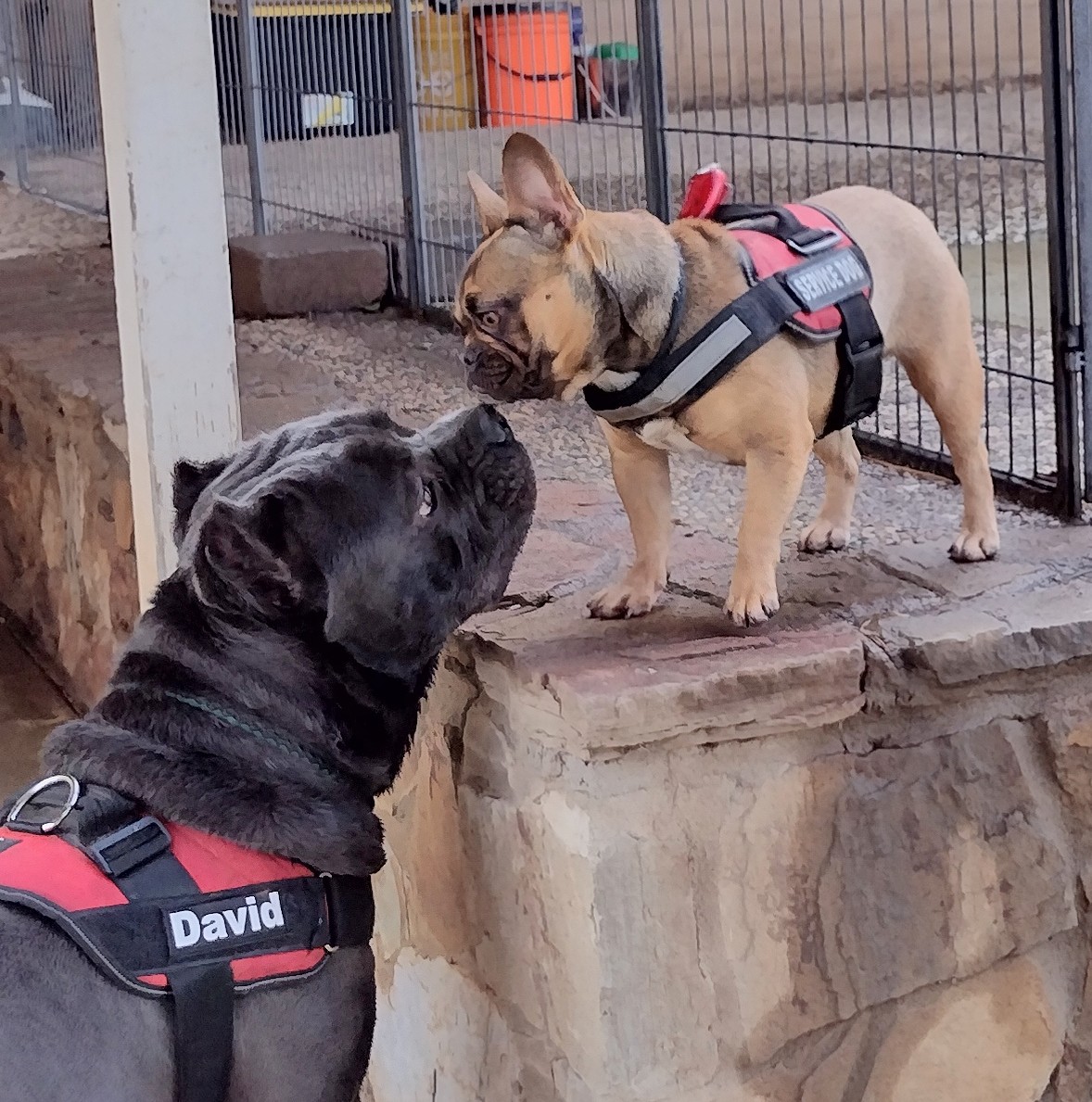 Calero Pet Retreat's Photo