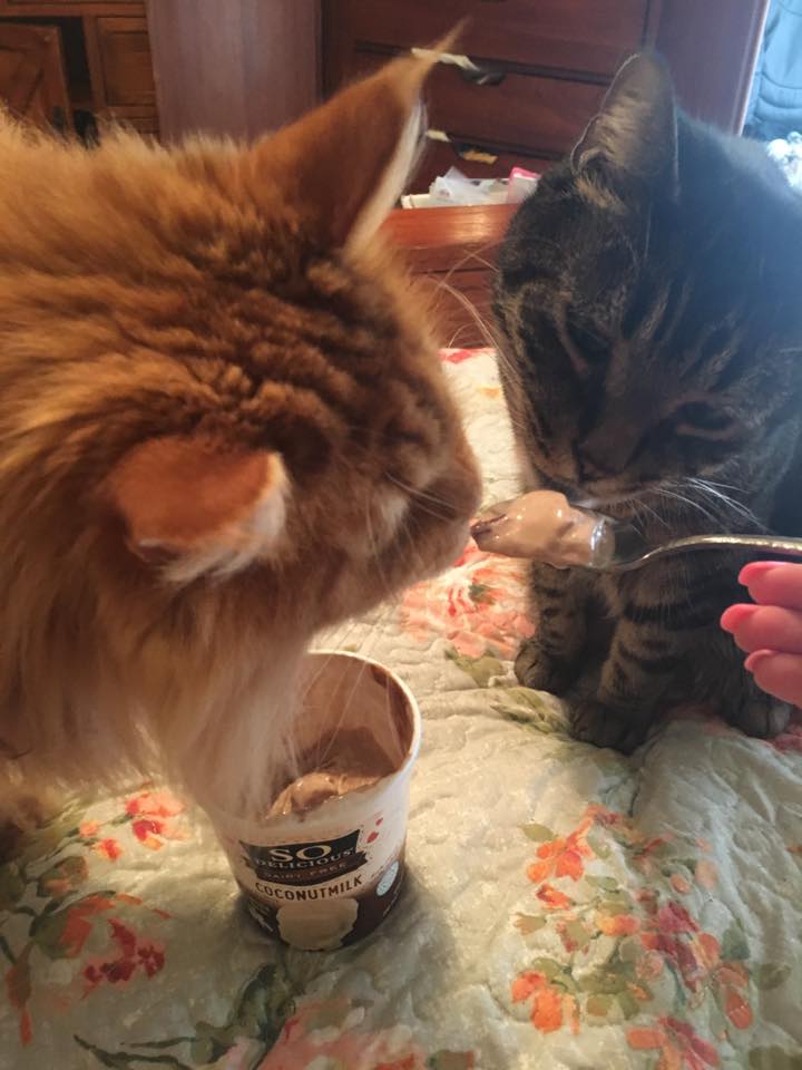 All Creatures Pet Sitting's Photo