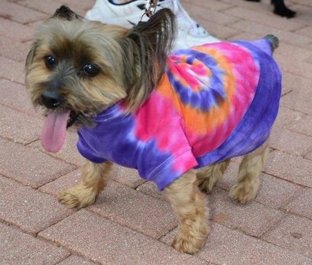 Anything is PAWZable's Photo