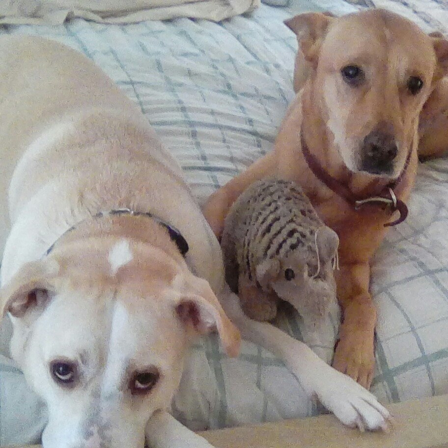 Driving Rover's Photo