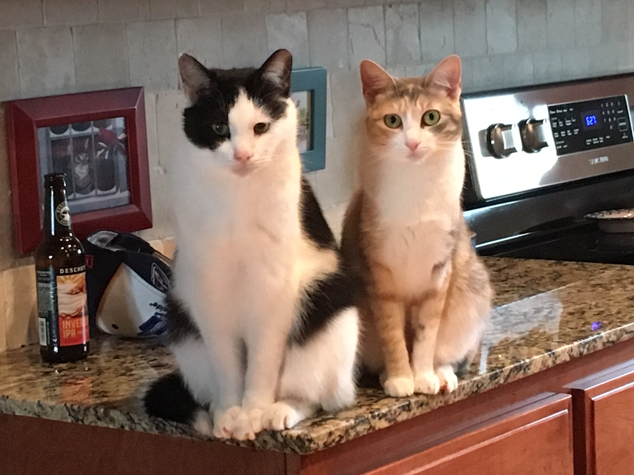 Paw Patch Pet Sitting's Photo