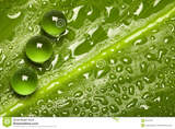 Green Pearl Group's Photo