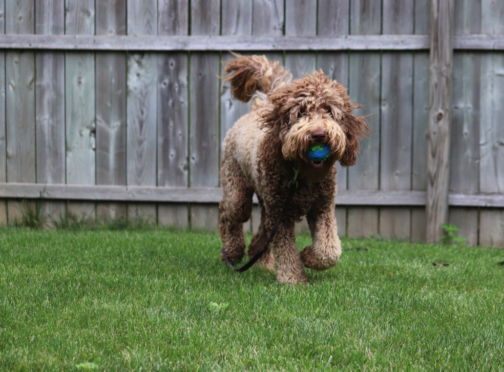 A Walk in the POK's Photo