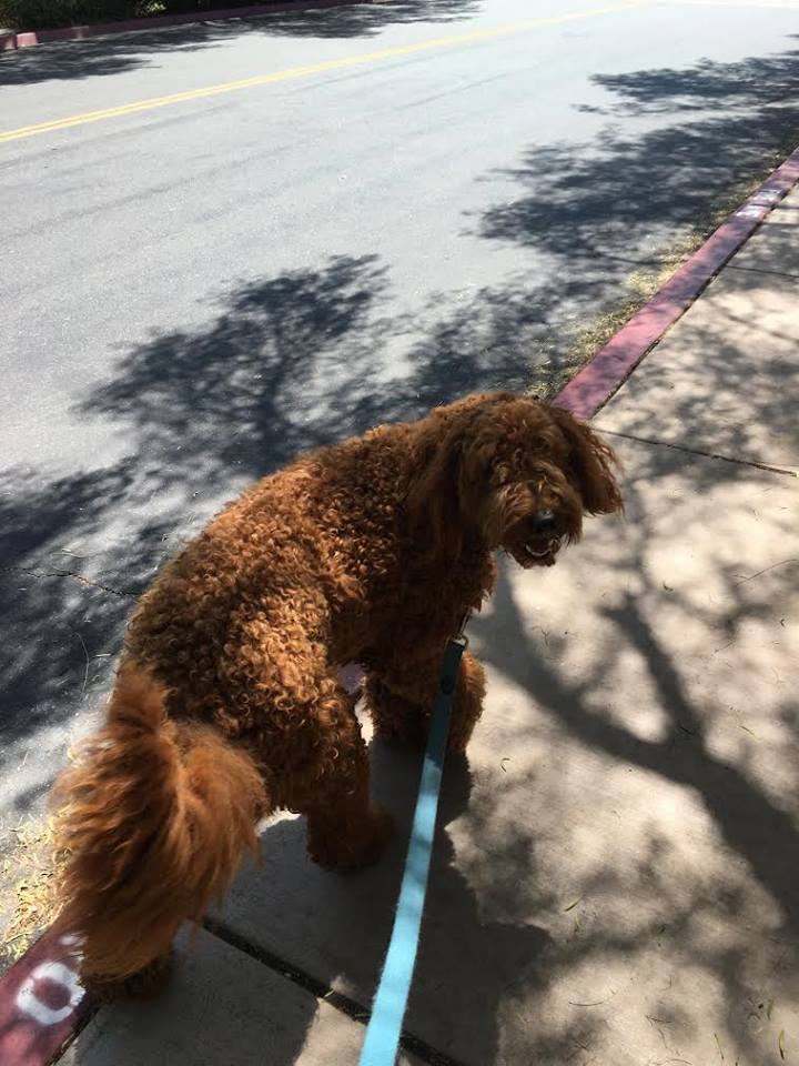 A Walk in the Park Pet Care's Photo