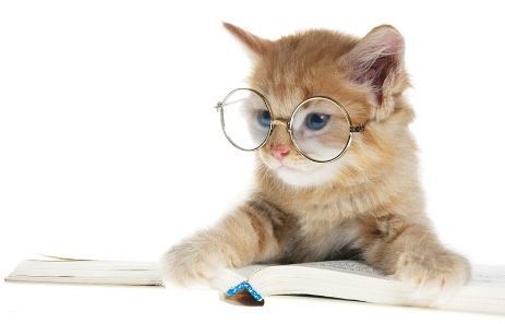 The Cat Nanny Logo