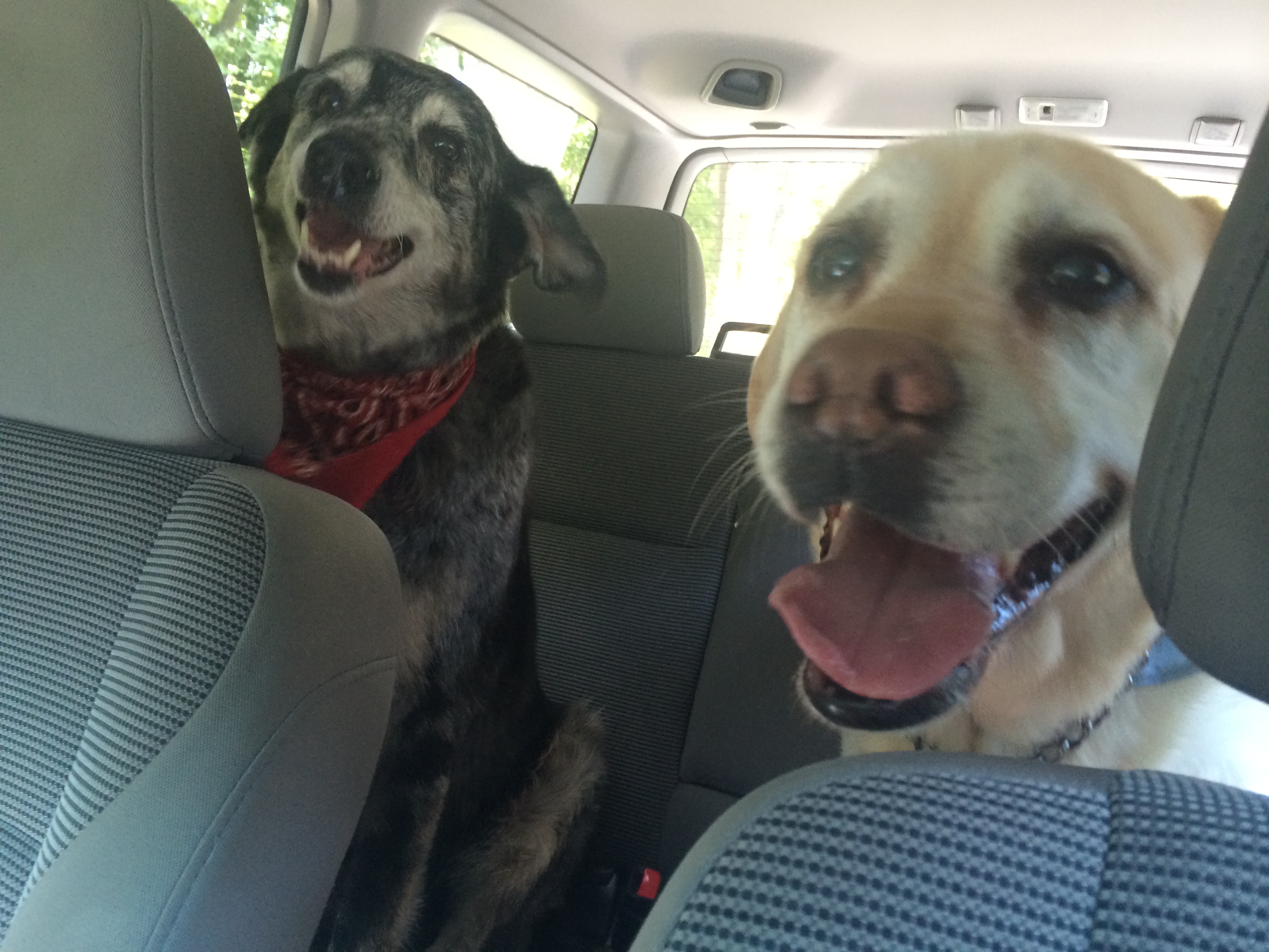 Always Safe at Home Pet Sitting's Photo