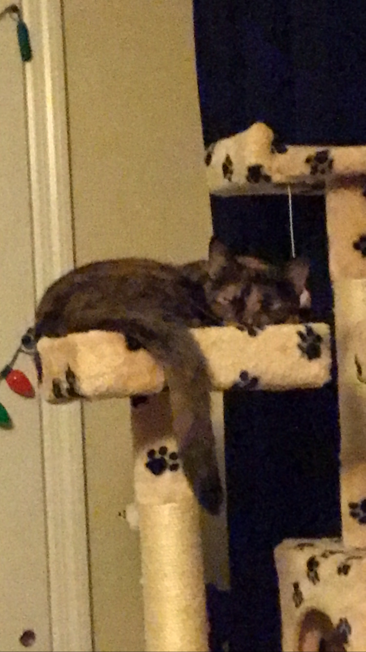 Cheetos apprentice's Photo