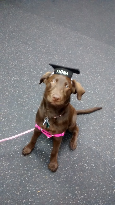 Ms. Cristy's Canine Academy's Photo