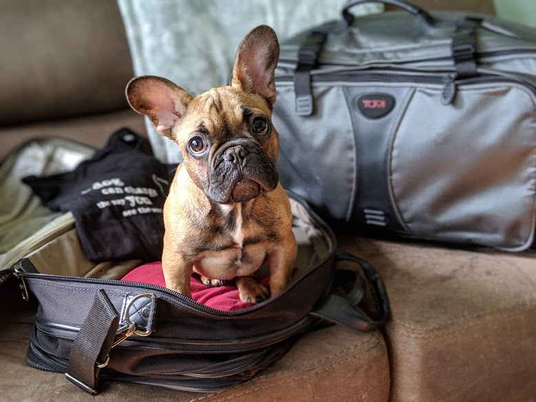 The Pet Porters's Photo