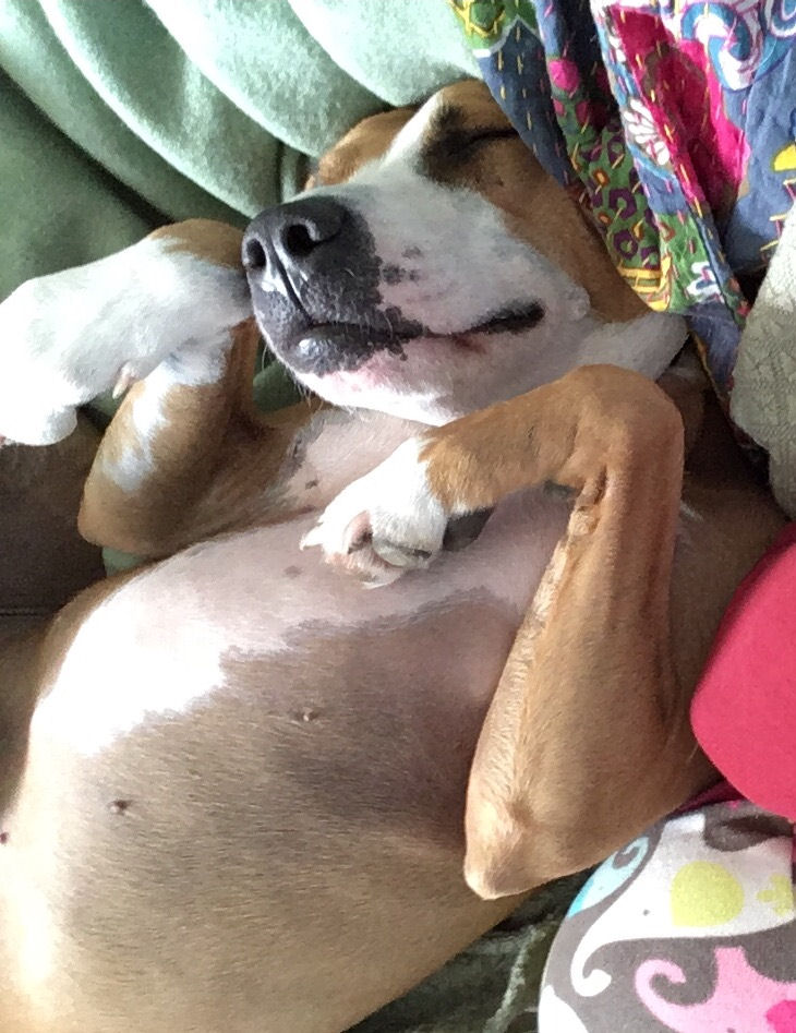 Sugah Bellie's Pet Care's Photo