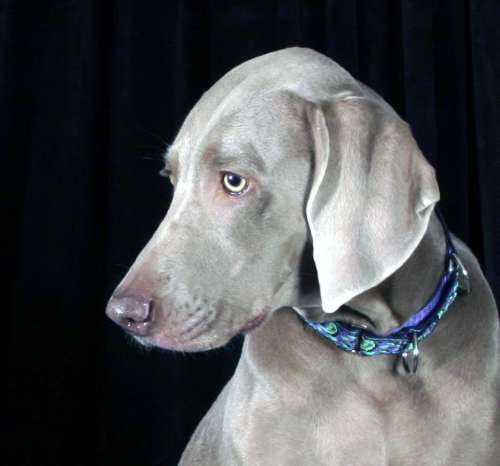 Eve Lucia, LLC & Animal Healing Arts's Photo