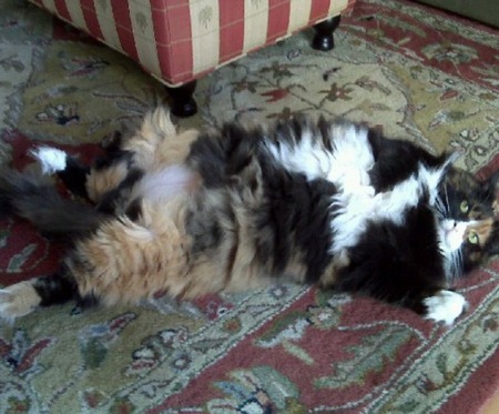 Howls & Meows Pet Services's Photo