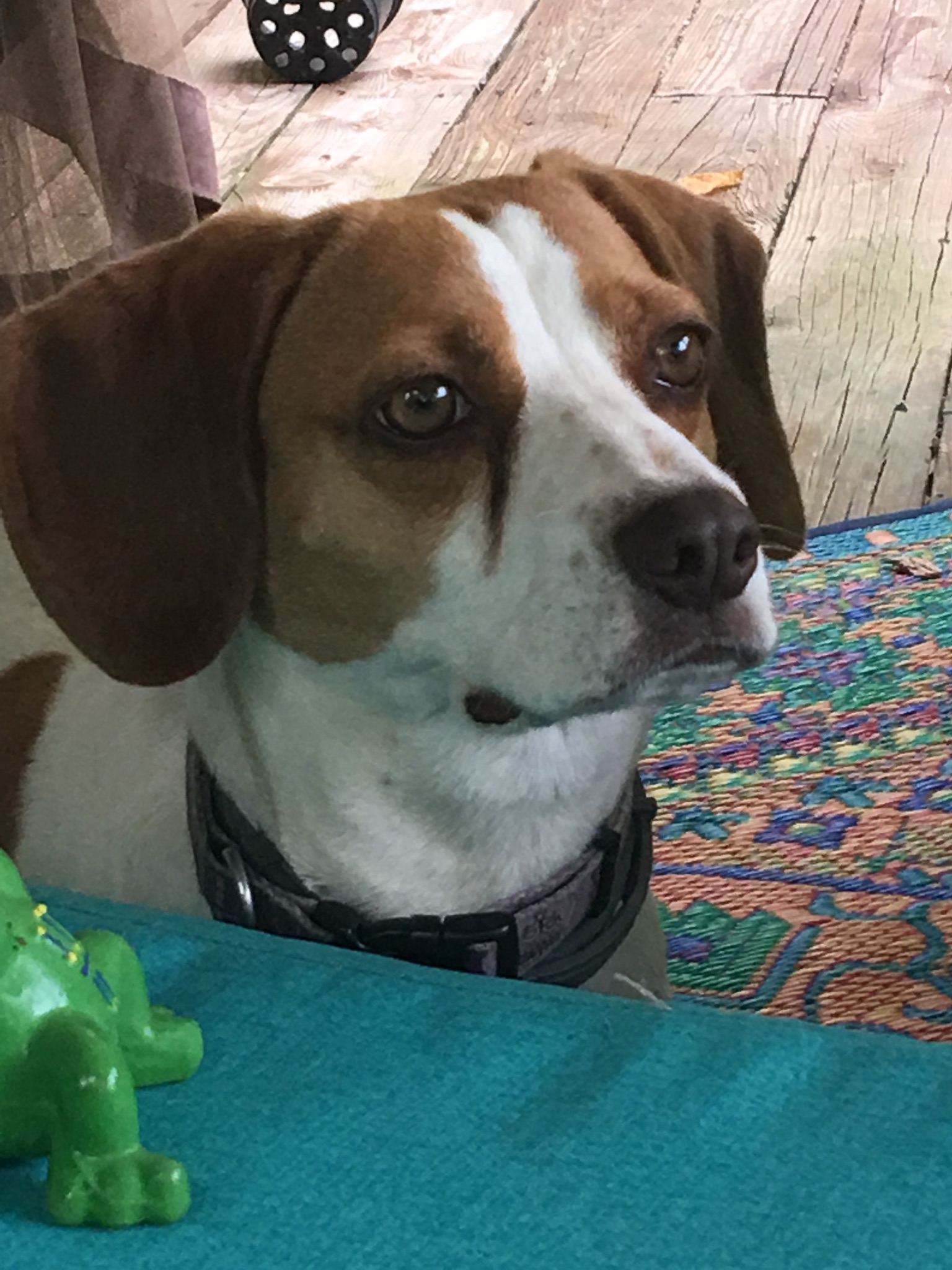 Shady Oaks Boarding Kennel's Photo