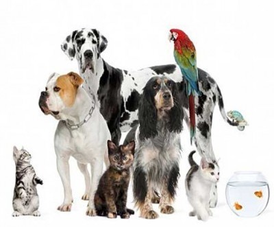 Canines' Companions's Photo