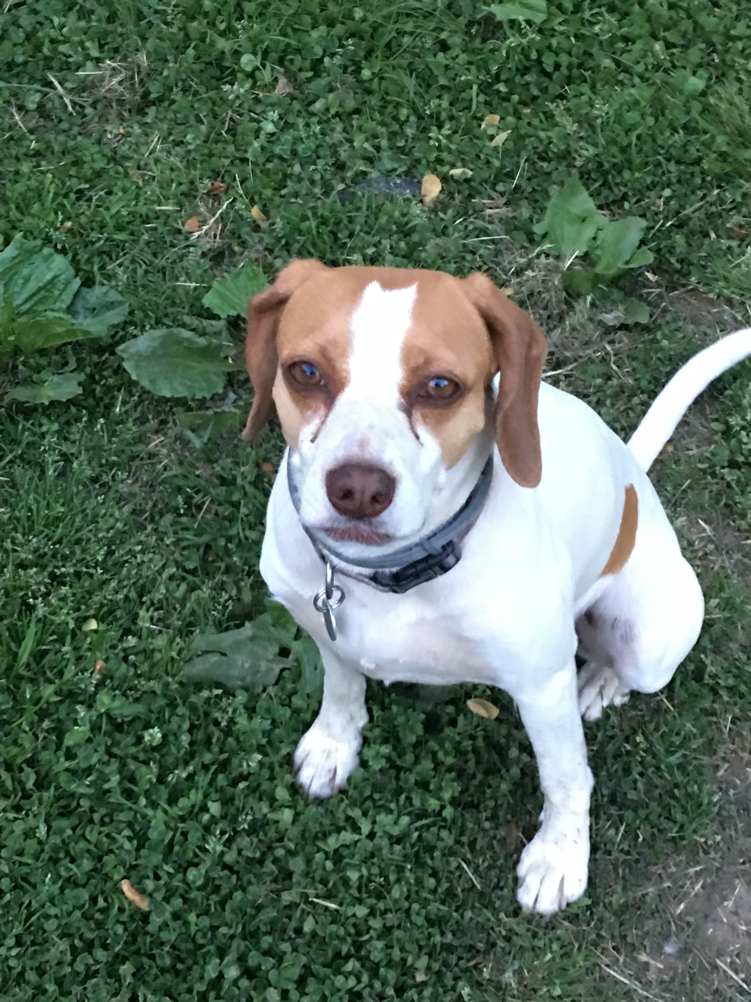 Shady Oaks Boarding Kennel's Photo