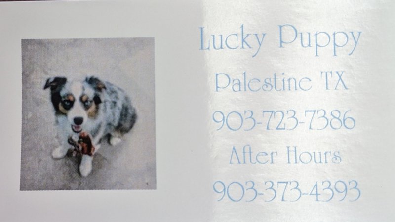 Lucky Puppy Logo