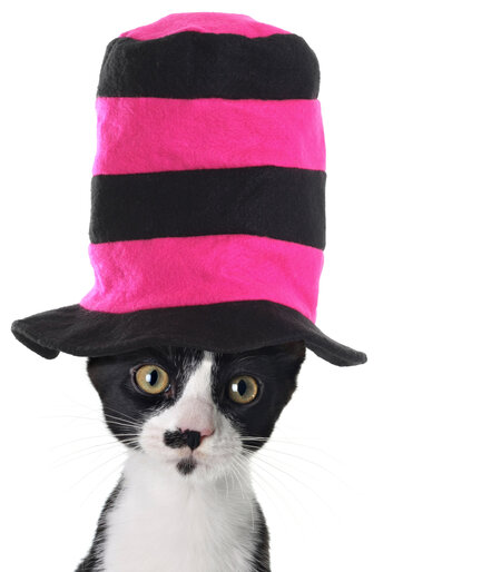 The Playful Pet-Sitter, LLC.'s Photo
