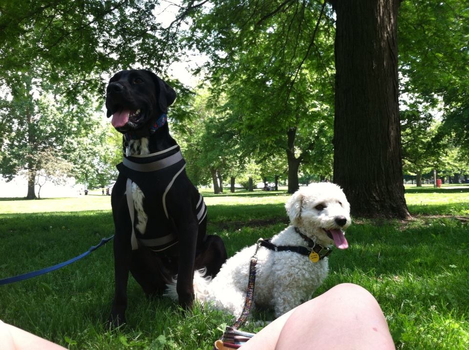 Sugah Bellie's Pet Care's Photo