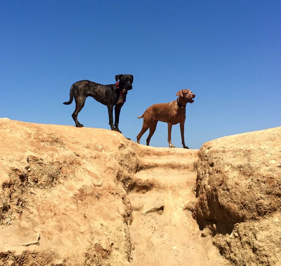 Pawz-itive Energy's Photo