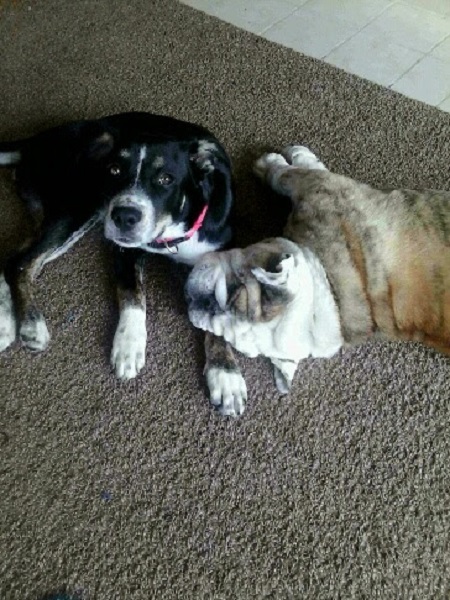 South Bay Pet Service's Photo