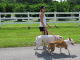 Peace Love & Happy Tails Dog Walking