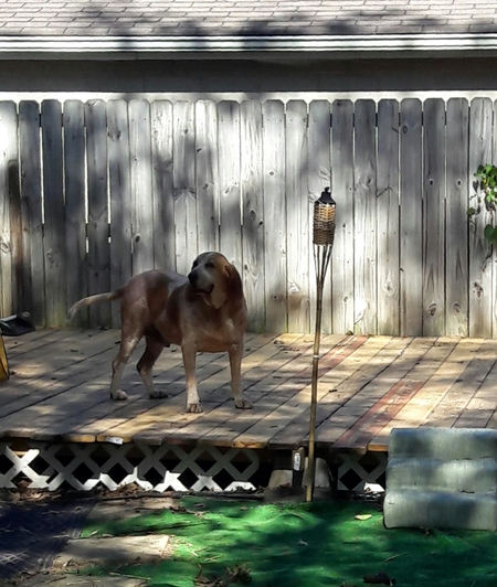 Peanut's Petsitting
