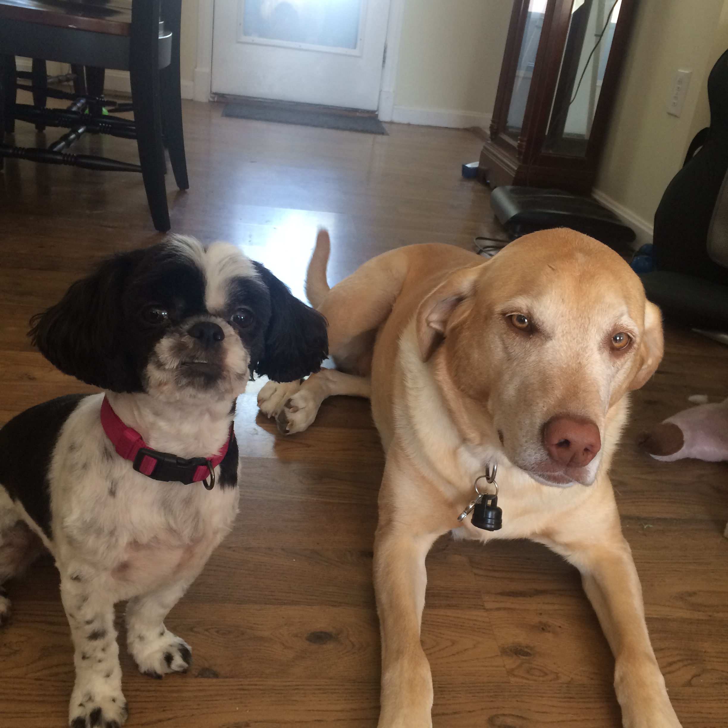 Pampered Pets by Kat LLC's Photo