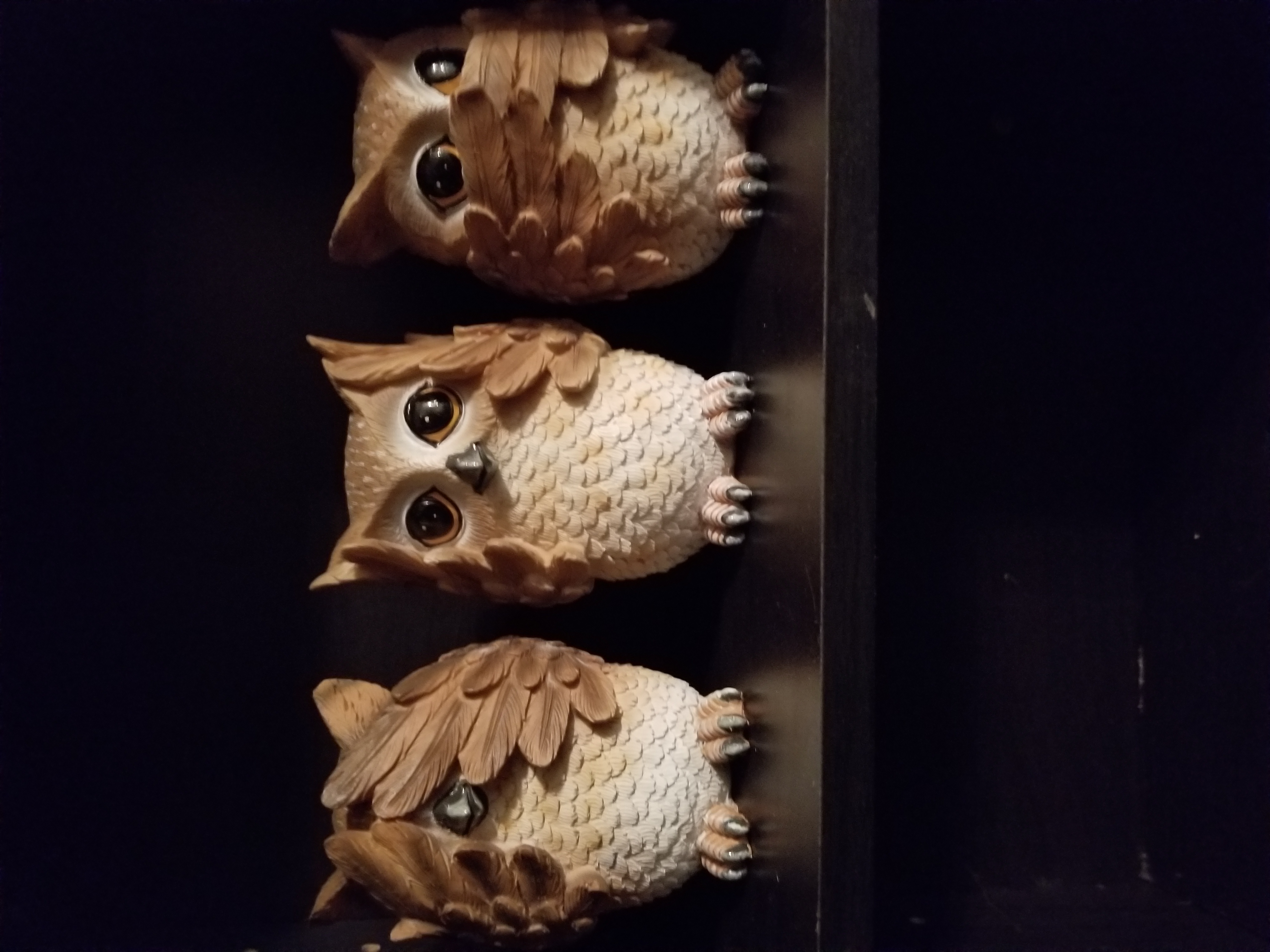 Owlways Clean's Photo