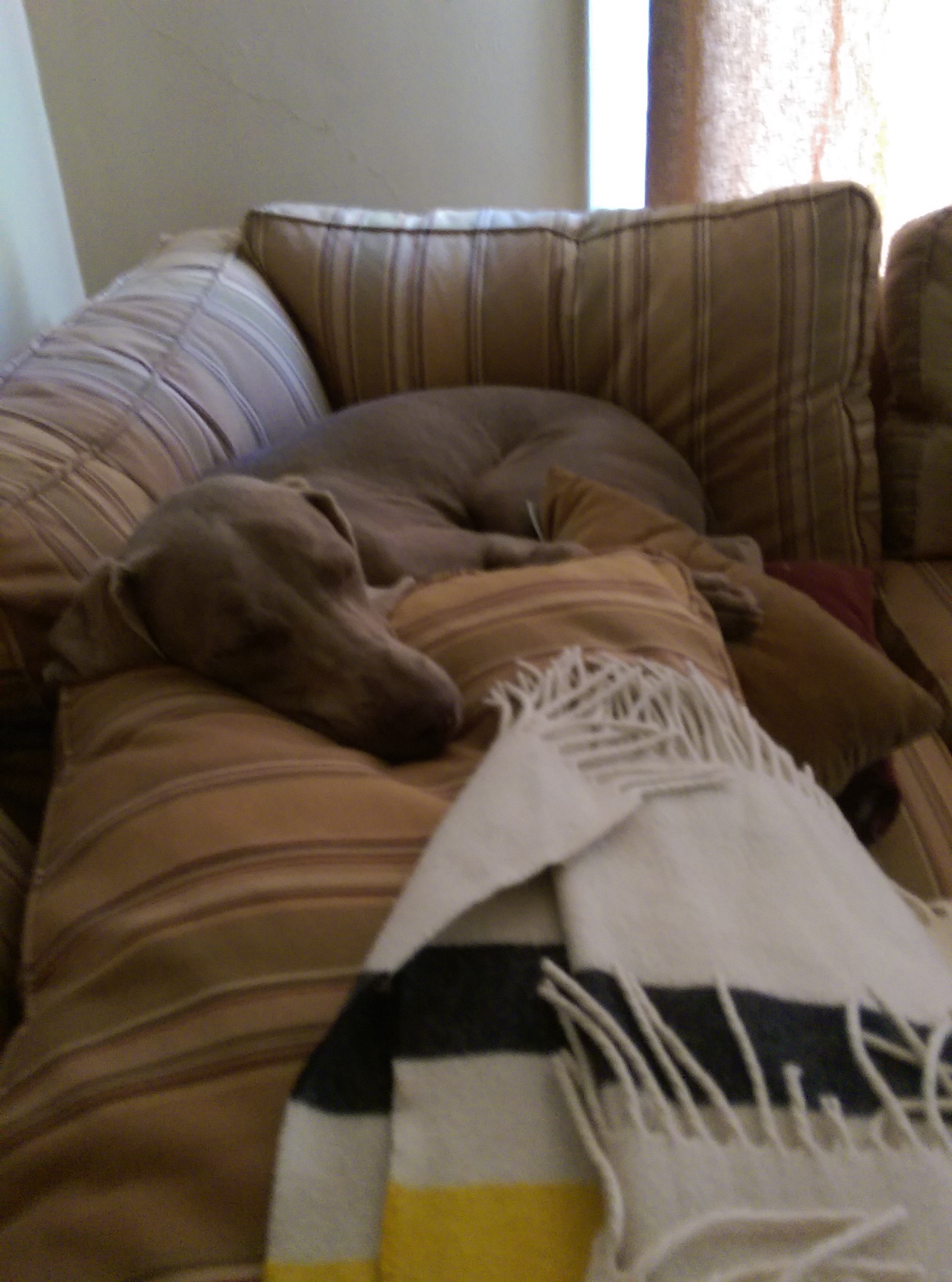 Honey's Heart's Photo