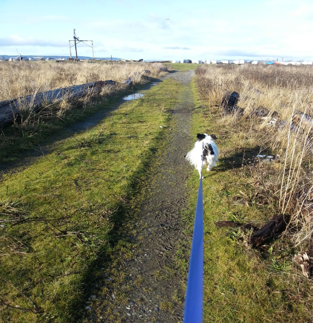 Totally Tails Pet Care Services's Photo