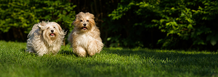 All Critters Petcare's Photo