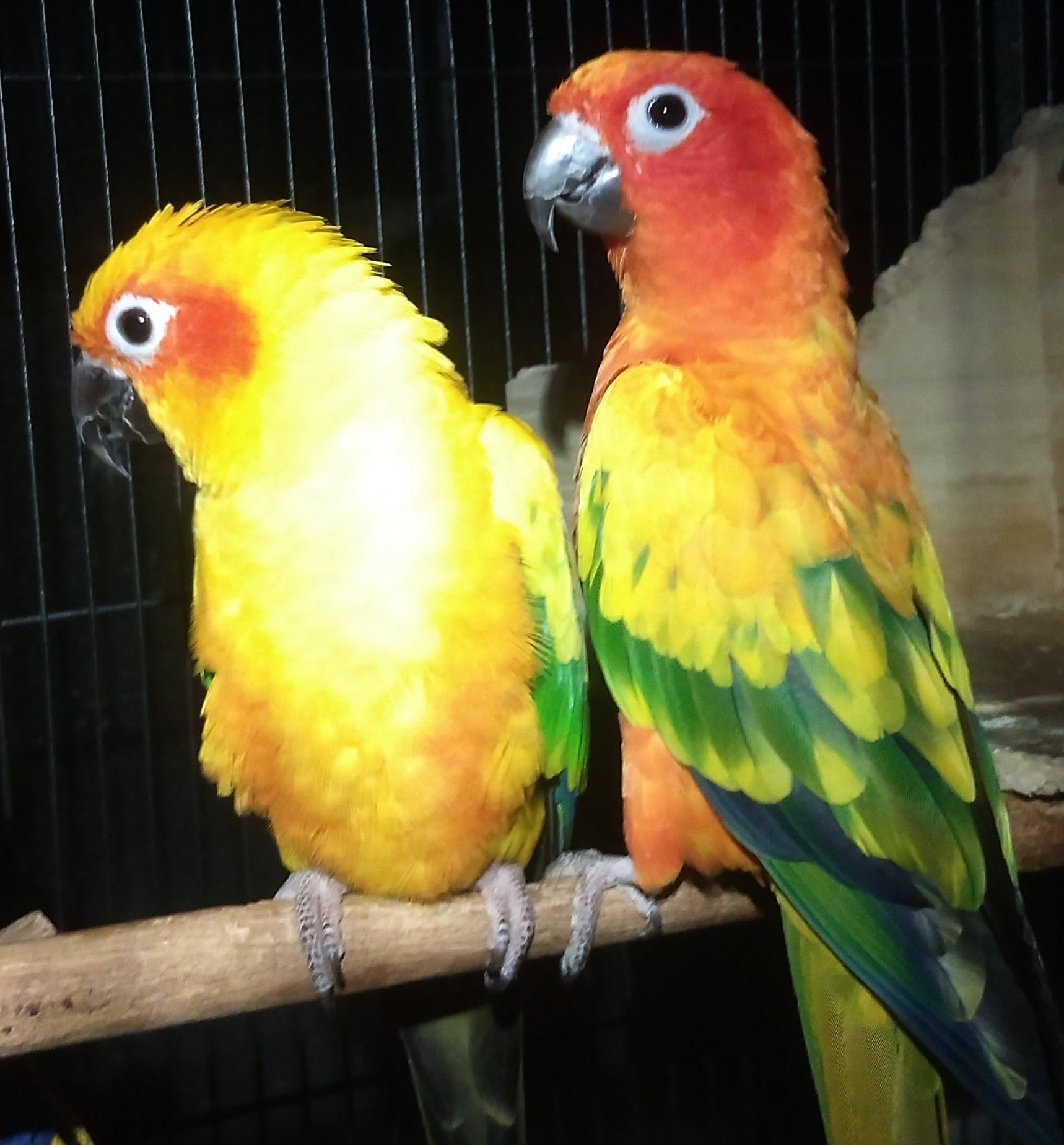 Calero Pet Retreat's Photo
