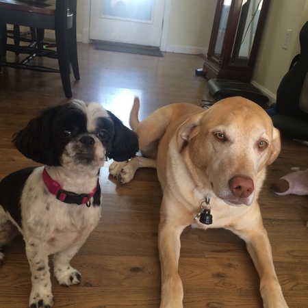 Pampered Pets by Kat LLC
