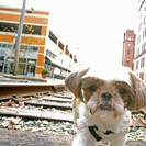 Downtown Pittsburgh Dogs