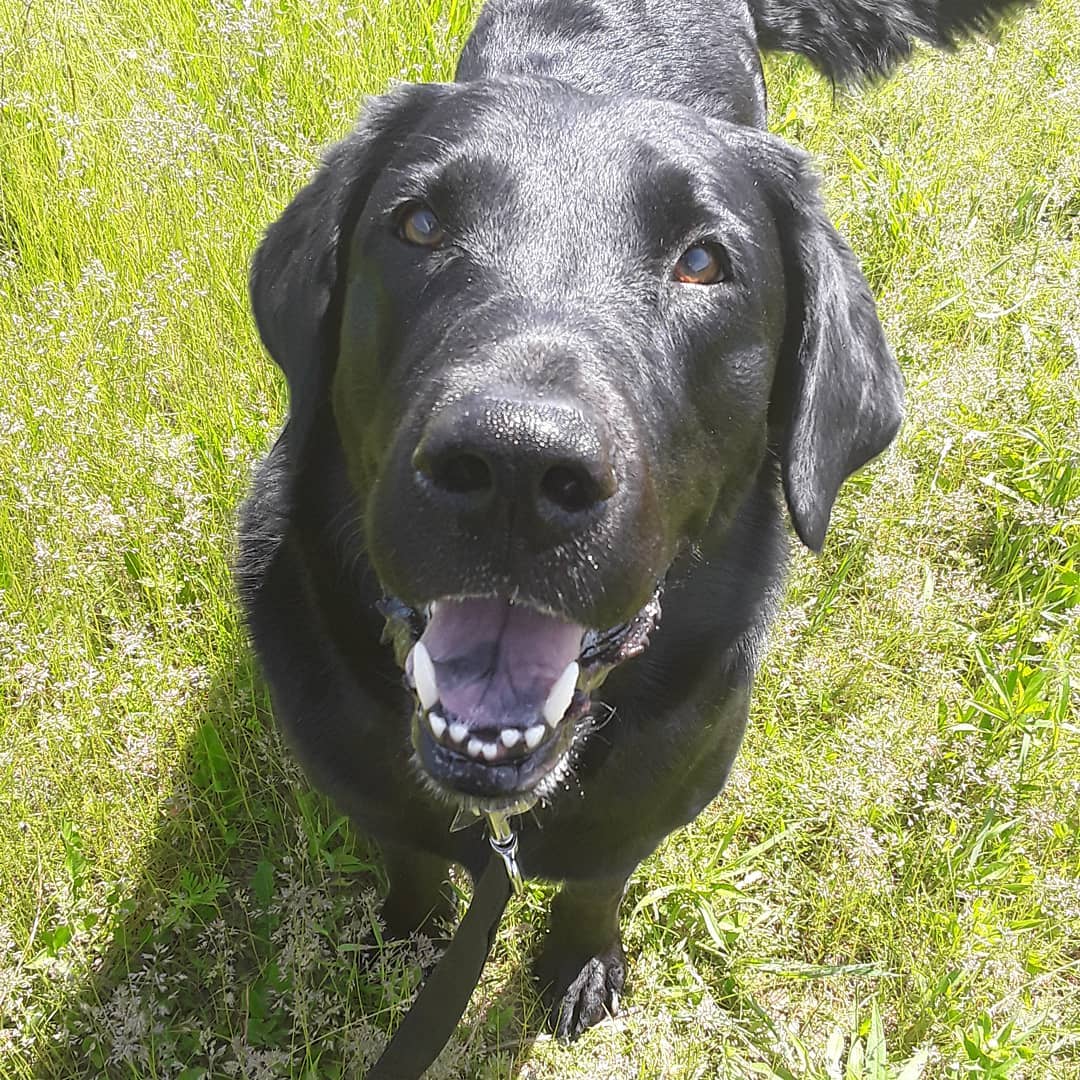 Lake Country K9 to 5 LLC's Photo